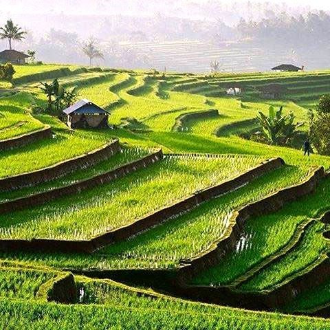 Terrace cultivation.jpg