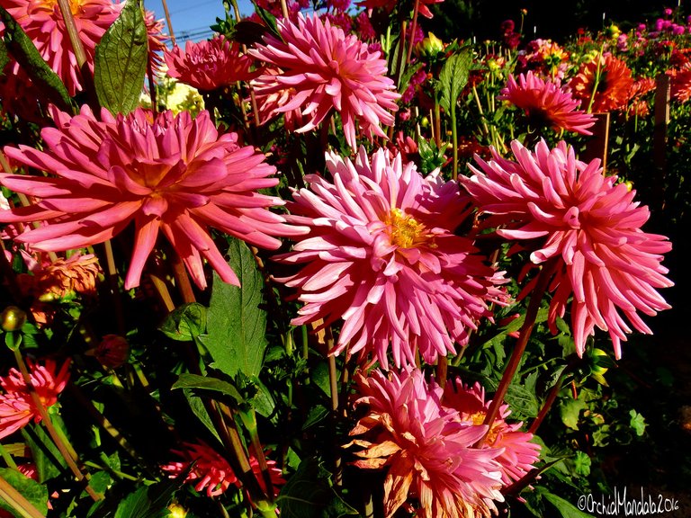 Bright-Pink-Dahlias.jpg