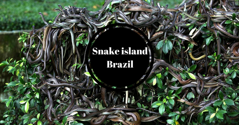 snake Island.png
