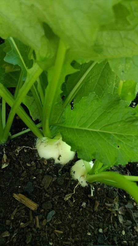 turnips white globe.jpg