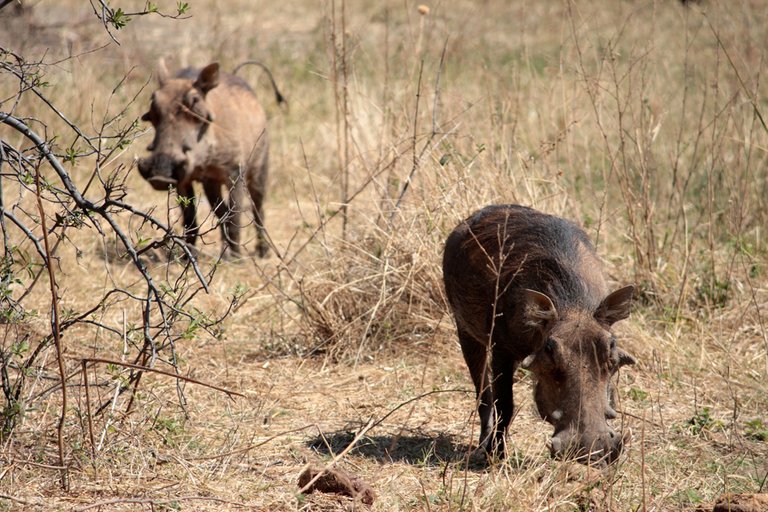 hwange-national-park11.jpg