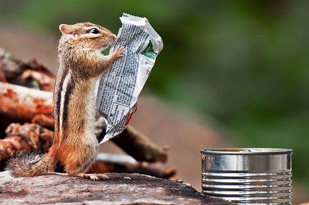 chipmunkpaper.jpg