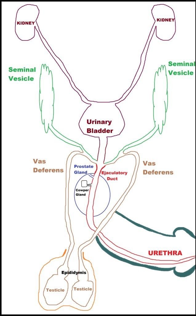 Male_Sex_Organs_&_Ducts_.jpg