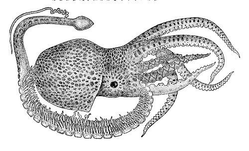 Tremoctopus_violaceus_male.jpg