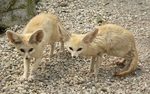 Fennec Fox.jpg