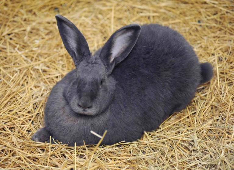 blue-flemish-giant-rabbit.jpg