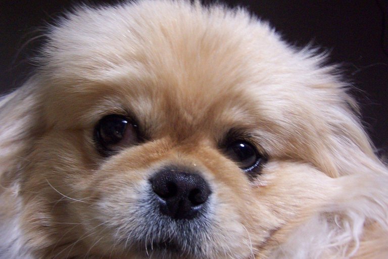 pekingese-dog-1399001.jpg