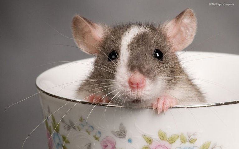 cute-pet-rats-13__880.jpg