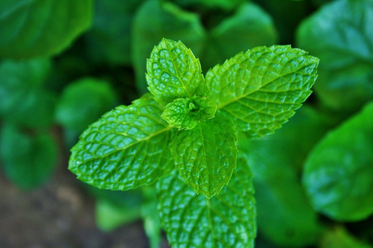 mint-leaves-1397346131HTn.jpg