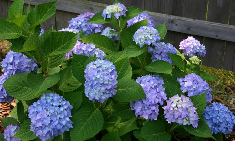 hydrangea-plant2.jpg