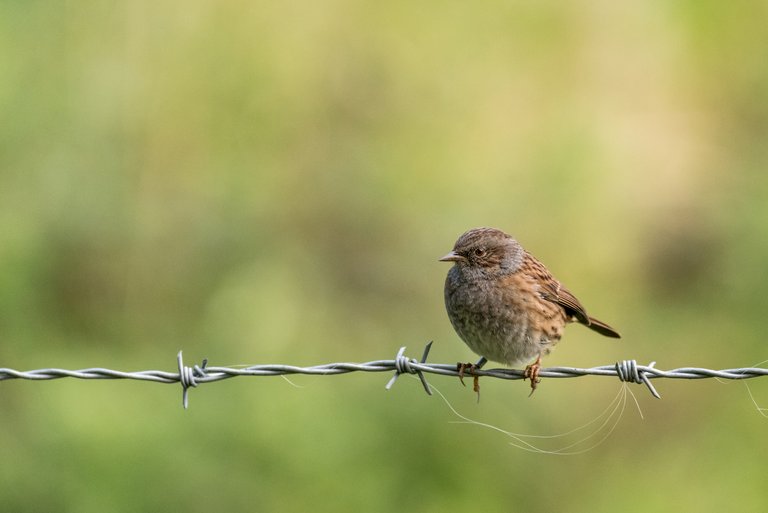 Dunnock.JPG