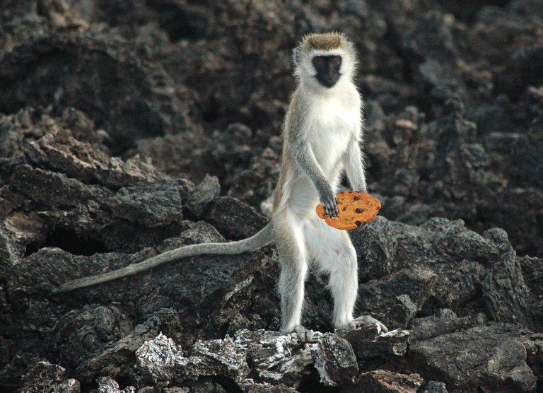 monkey-stealing-cookies2.jpg