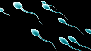 sperm 1.png