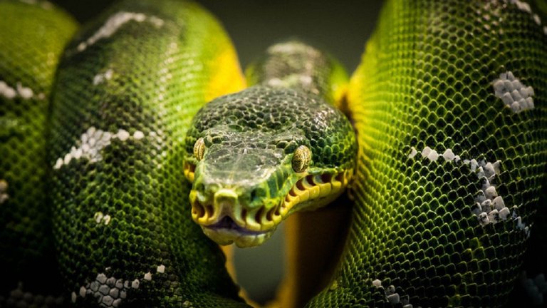 wallpaper-photography-wildlife-snake.jpg