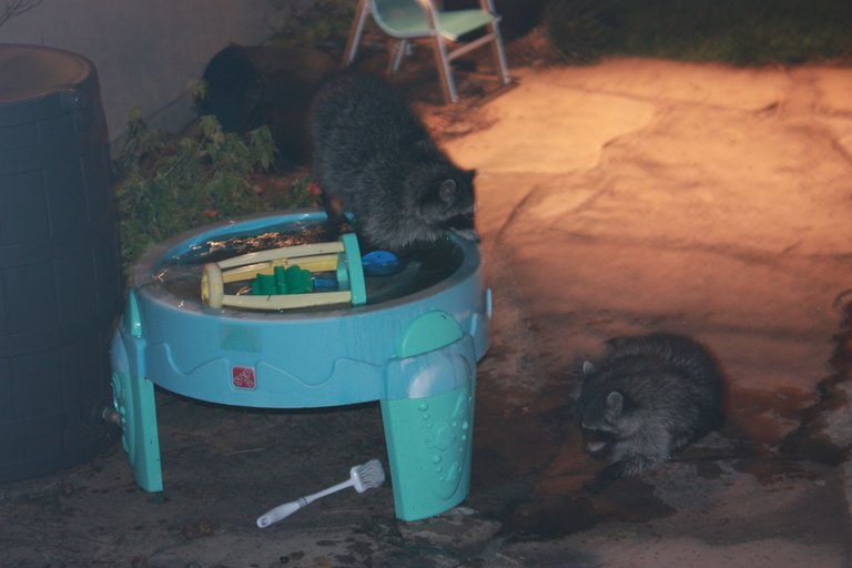 Raccoons4.JPG