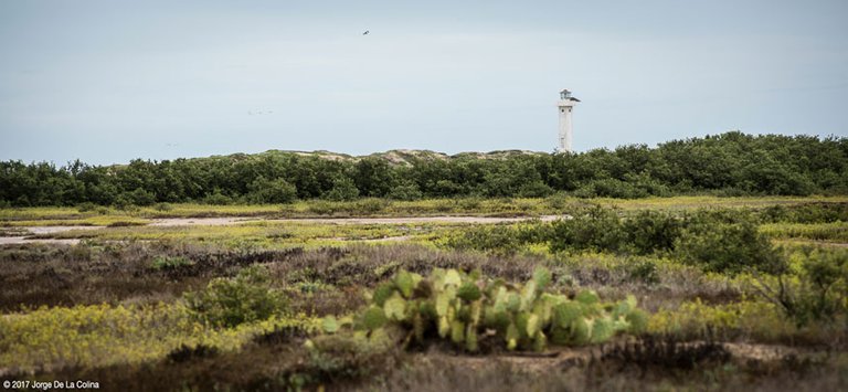 Light-House-in-the-brush.jpg