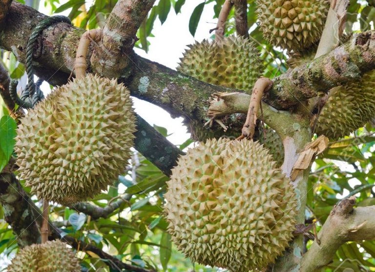 18-12-09-durian.jpg