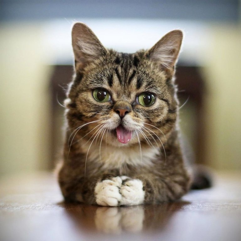 bub.jpg