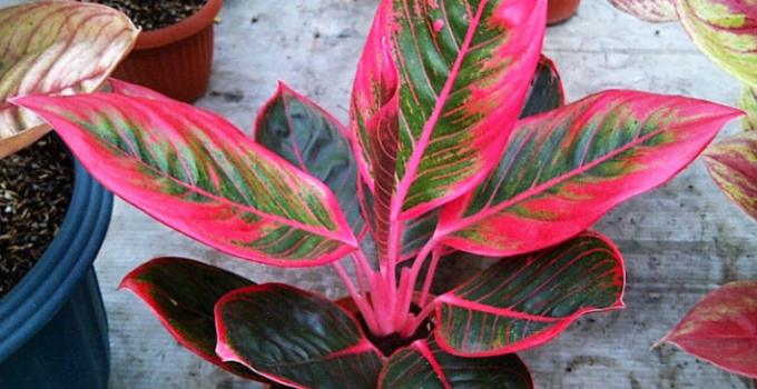 tanaman-hias-aglaonema-Lipstick.png