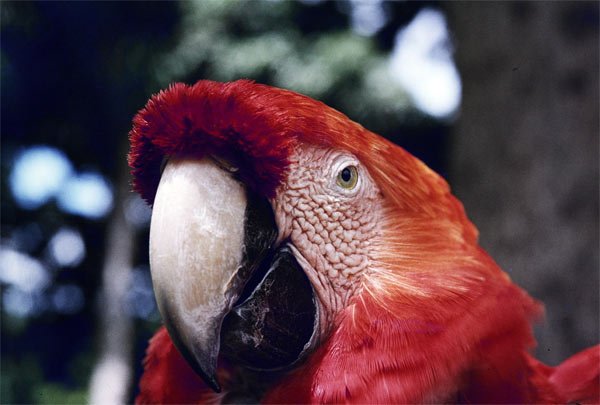 048guacamaya2.jpg