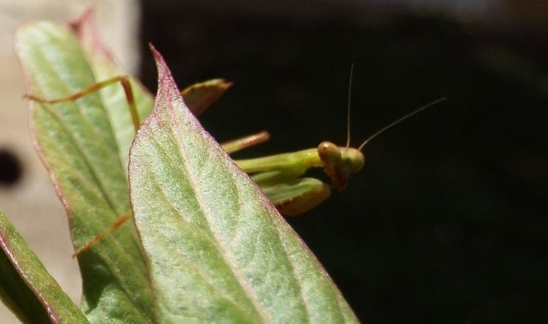 DSCF2246.JPG