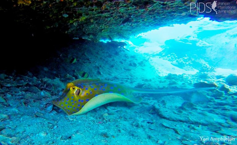 Bluespotted ray.jpg