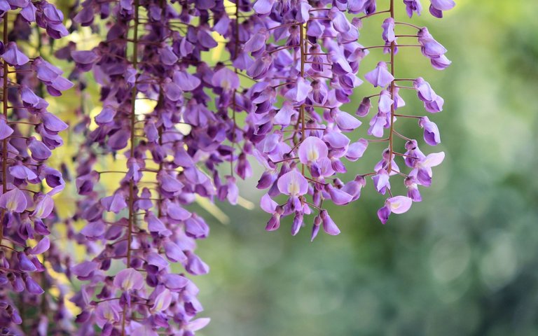 wisteria widescreen wallpaper.jpg