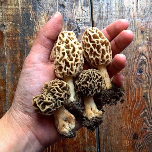 Morels by @cindyluchan.jpg(1).jpg