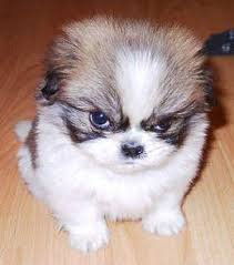 angry pup.jpg