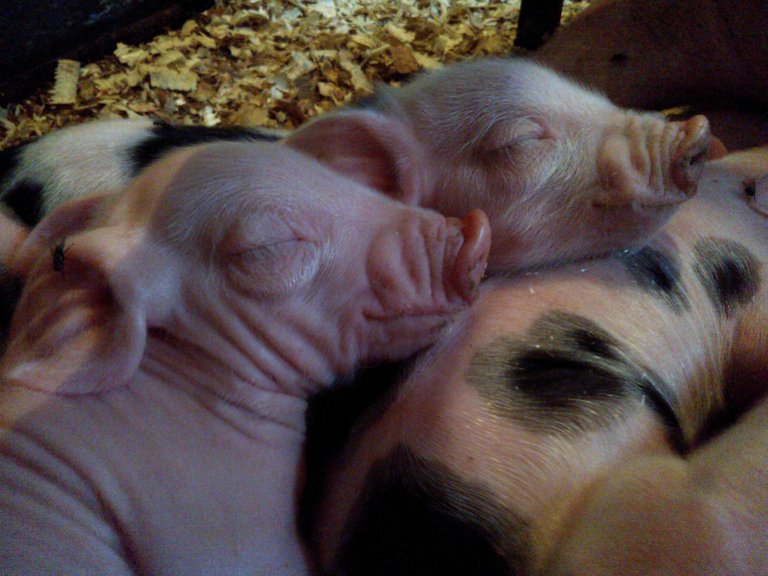 cute piglets.jpg