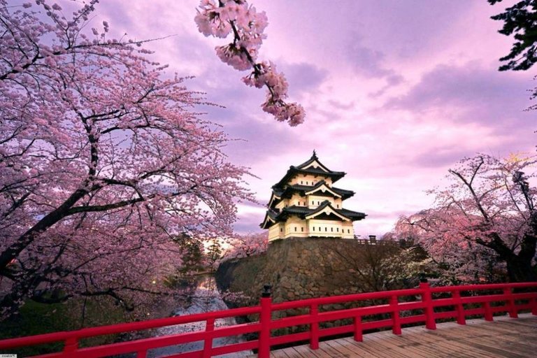 Gambar-Bunga-Sakura-di-Jepang-1024x683.jpg