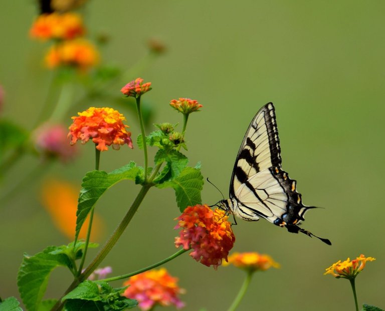 swallow-tail-butterfly-insect-black-158617.jpeg