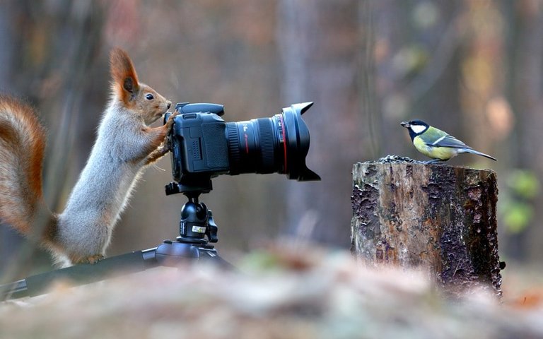 potd-squirrel_3519920k.jpg