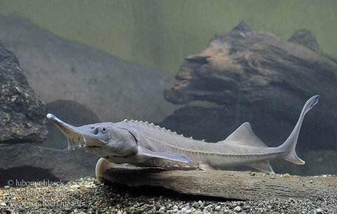 ikan_sturgeon_10_cm_6292908_20150205031756.jpg