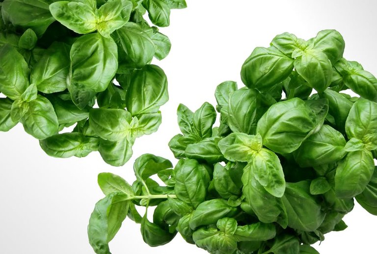 basil-herbs-green-mediterranean-40720.jpeg