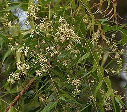 250px-Neem_(Azadirachta_indica)_in_Hyderabad_W_IMG_6976.jpg