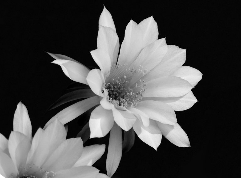 Echinopsis cactus flower bw.jpg