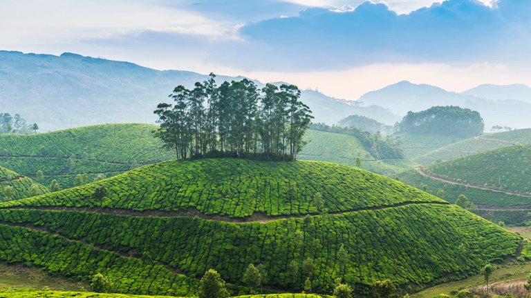 Munnar, India 1920x1080.jpg