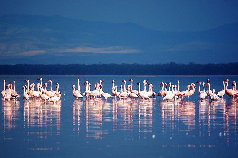 800px-Flamingos_in_Lake_Nakuru.jpg