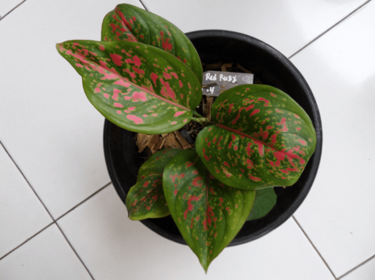 tanaman-hias-aglaonema-ruby.png