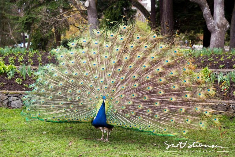 peacock-1.jpg