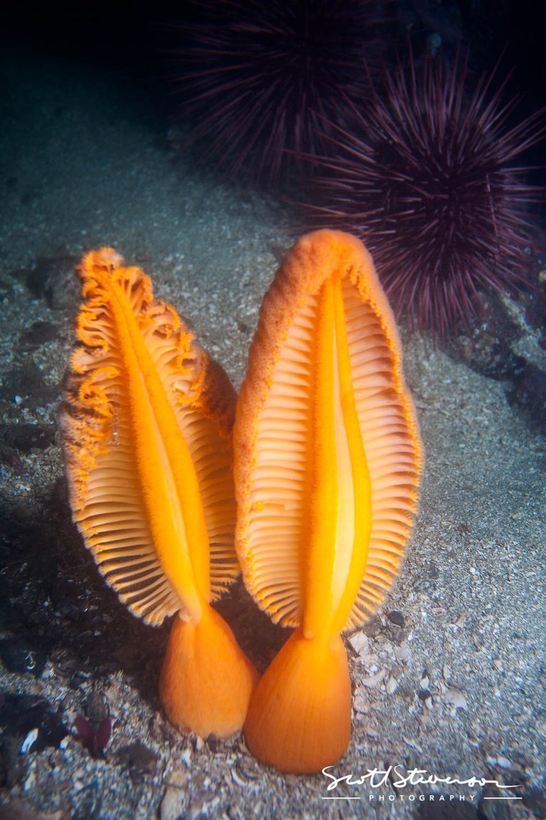 Orange Sea Pen-1.jpg