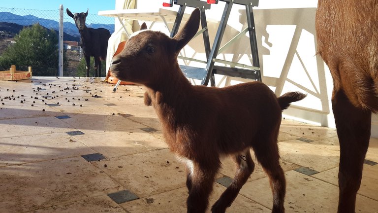 baby goat 1.jpg