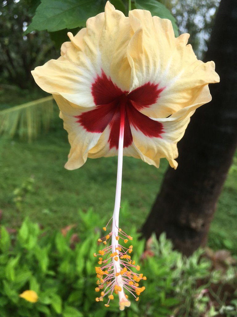 Hibiscus Flower.JPG