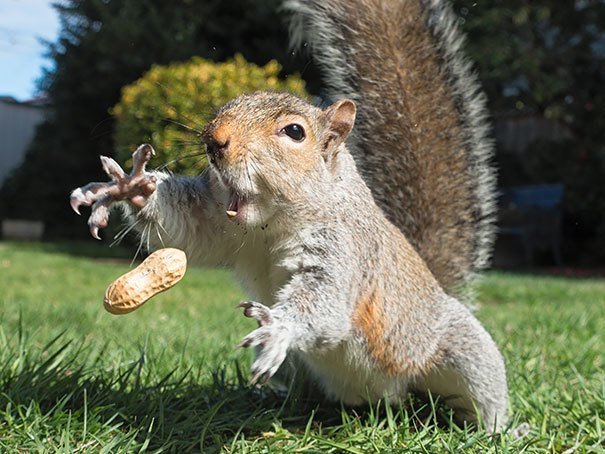 squirrelcatchingnut.jpg