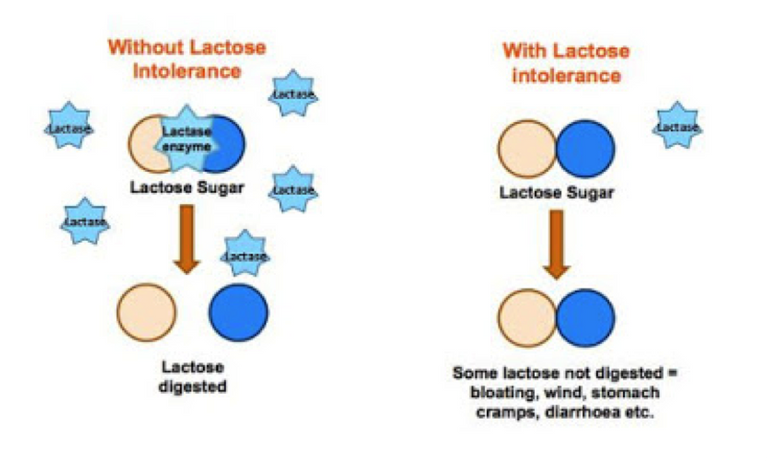 What_is_lactose_intolerance_8ae4520d.original.png