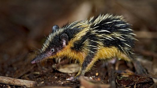 tenrec.jpg