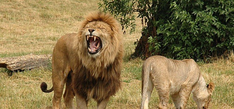 Lions-750x350.jpg