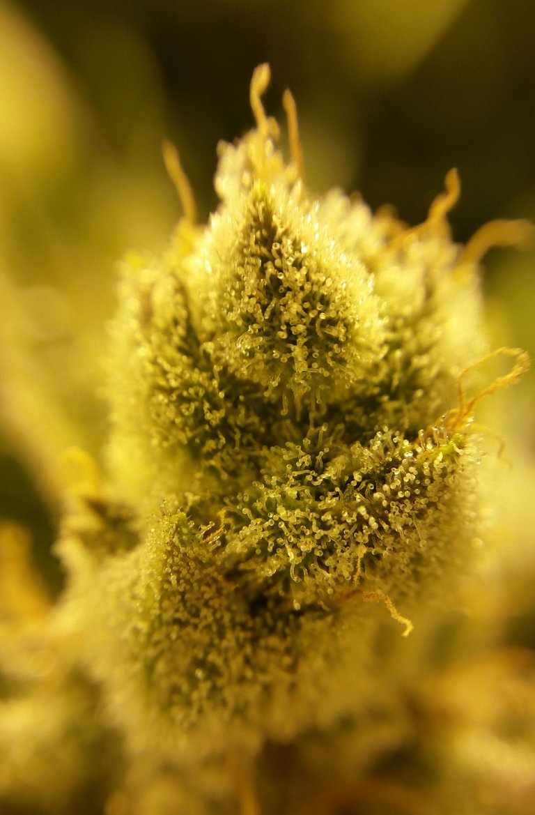 BUD MACRO SOUR GLUE 5_cut.jpg