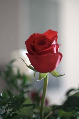 single-red-rose.jpg